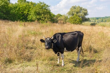 Nice portrait of cute black and white cow standing chained on autumnal pasture and looking with interest near Dnipro riiver in Ukraine 