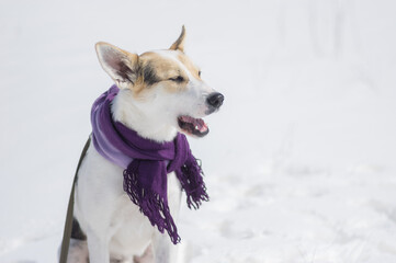 Obraz premium Nice outdoor portrait of white mixed-breed dog yawning while sitting on a snow at winter sunny day
