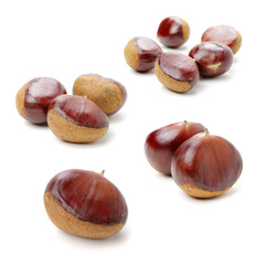 chestnut on a white background