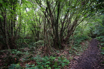 Fototapeta premium a dense primeval forest in summer