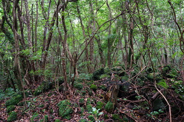 Obraz premium mossy rooks and trees in the deep forest