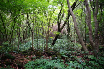 Obraz premium a dense primeval forest in summer