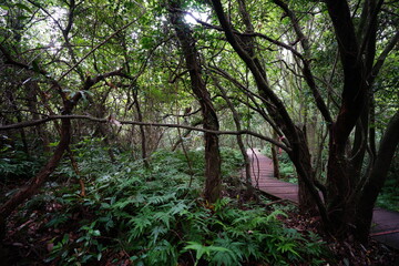 a dense green forest with a pathway
