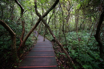 a fascinating boardwalk in the summer forest
