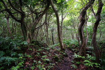 a dense primeval forest in summer