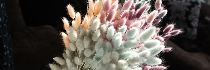 In female hand, multi-colored flowers hare tails closeup