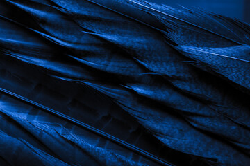 background with bird basant feathers