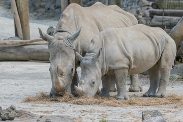 rhino in zoo