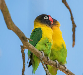 Naklejka premium lovebirds