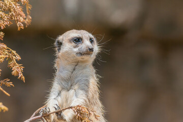 Fototapeta premium meerkat on guard