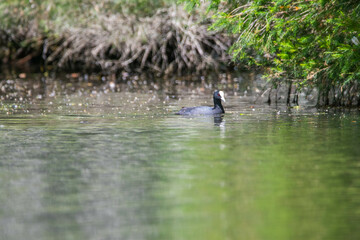 australia coot