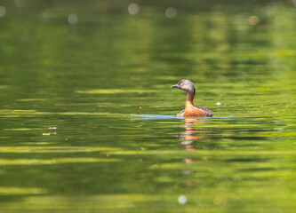new zealand grebe