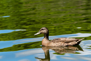 mallard duck