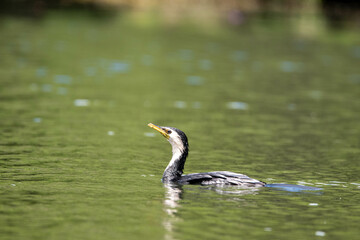 little shag