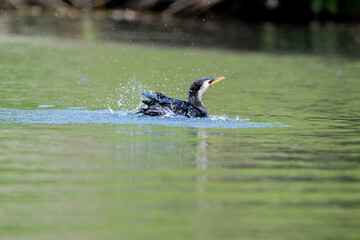 little shag
