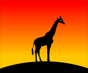 Fototapeta na wymiar giraffe in the sunset