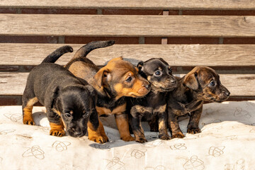 Four one month old brown brindle Jack Russell puppies standing on a garden bench. Out in the sun for the first time. Animal Themes, Selective Focus, Blur, Pillow