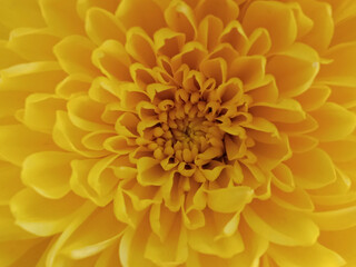 Macro shot of yellow chrysanthemum petals blossom bloom for texture background,  beautiful nature, summer plan