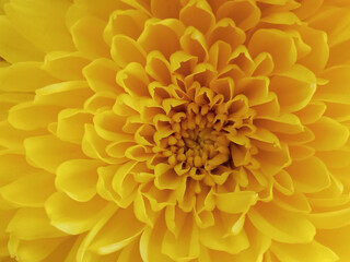 Macro shot of yellow chrysanthemum petals blossom bloom for texture background,  beautiful nature, summer plant