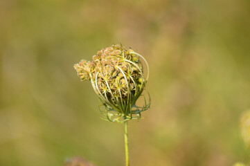 Green wild carrot seeds closeup view with green blurred background