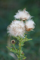 Creeping thistle seeds closeup view with cold green blurred background