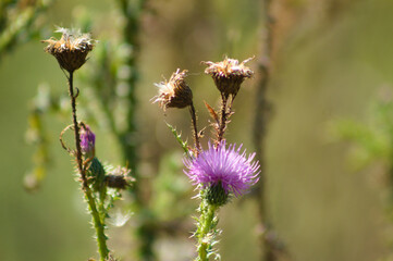 Spiny plumeless thistle in bloom closeup view with blurred background