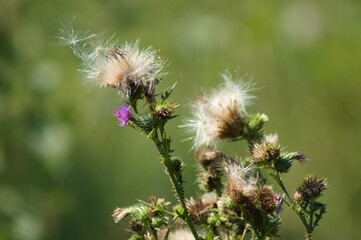 Creeping thistle seeds close-p view with green blurred background