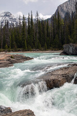 River though a forest with snow cap mountains