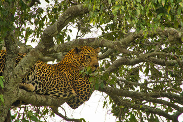 Gepard in der Savanne im Nationalpark Tsavo Ost und Tsavo West