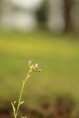 Nutgrass or nutedge or (Cyperus rotundus) grows in a yard.