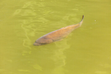 Fish swimming in a lake in park