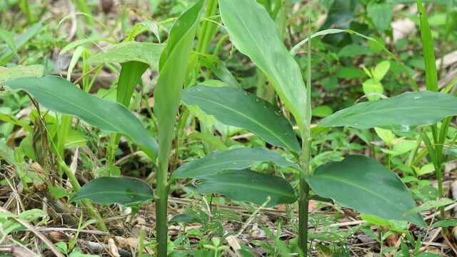 Bitter ginger leaves. Bitter ginger also called Zingiber zerumbet, awapuhi, shampoo ginger, lempuyang and pinecone ginger. Used as food flavoring and appetizers in various cuisines food
