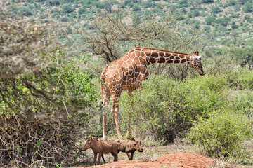 Giraffen im Nationalpark Tsavo Ost, Tsavo West und Amboseli in Kenia