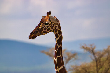 Giraffen im Nationalpark Tsavo Ost, Tsavo West und Amboseli in Kenia