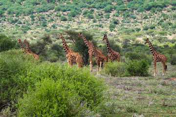 Giraffen im Nationalpark Tsavo Ost, Tsavo West und Amboseli in Kenia
