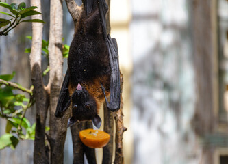 Bat hanging on a tree