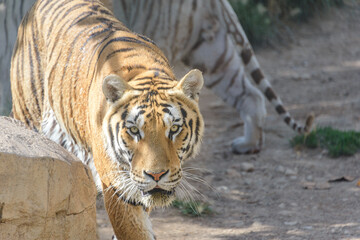 Bengal tiger walking