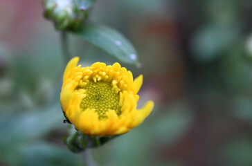 bud of yellow flower is beautiful