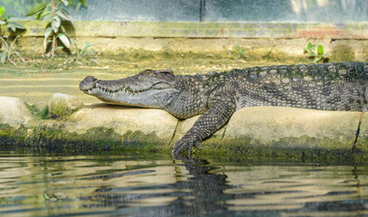 Crocodile sleeping on the bank