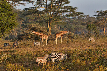 Giraffen im Nationalpark Tsavo Ost, Tsavo West und Amboseli in Kenia
