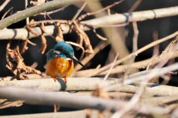晴れの日のカワセミ