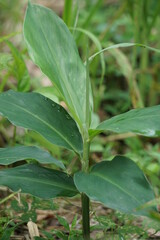 Bitter ginger leaves. Bitter ginger also called Zingiber zerumbet, awapuhi, shampoo ginger, lempuyang and pinecone ginger. Used as food flavoring and appetizers in various cuisines food