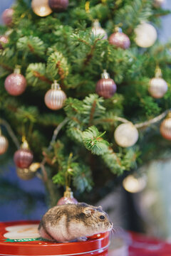 A gray Dzungarian hamster sits under a Christmas tree. Dwarf hamster.