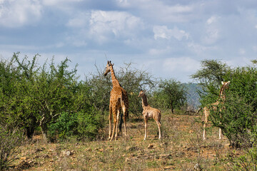 Giraffen im Nationalpark Tsavo Ost, Tsavo West und Amboseli in Kenia