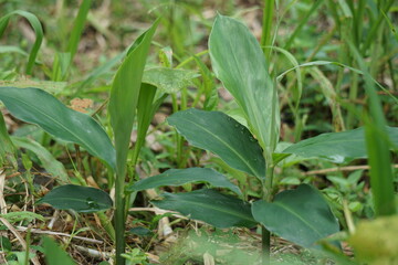 Bitter ginger leaves. Bitter ginger also called Zingiber zerumbet, awapuhi, shampoo ginger, lempuyang and pinecone ginger. Used as food flavoring and appetizers in various cuisines food