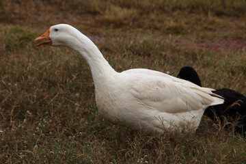 white bird duck