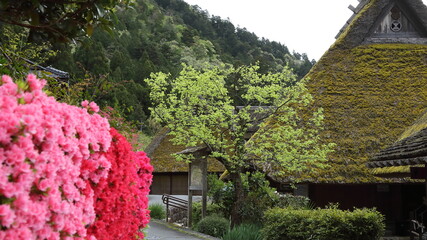 民家と花