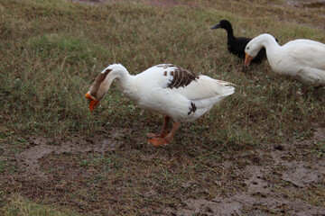 white bird duck