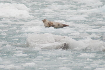 Obraz premium Alaska Pictures