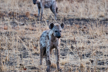 spotted hyena, Crocuta crocuta, also laughing hyena